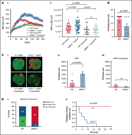 Deletion of GRK2 in platelets causes increased platelet accumulation in the shell region, shortens tail bleeding time, and enhances thrombosis. P2Y12 inhibition eliminates the phenotypic difference at the site of injury. (A) Laser-induced thrombus formation in WT and GRK2−/− mice treated with the P2Y12 antagonist (cangrelor). Cangrelor or vehicle (saline) was administered by IV immediately before each of the laser injuries. (Ai) Confocal intravital fluorescence microscopy was then performed to follow platelet accumulation (CD41) over 3 minutes. (Aii) Platelet accumulation at the site of injury as measured by CD41 of 46 injuries in 3 WT mice treated with saline, 52 injuries in 4 GRK2−/− mice treated with saline, 44 injuries in 4 WT mice treated with cangrelor, and 39 injuries in 4 GRK2−/− mice treated with cangrelor. Data sets were compared by using an unbalanced two-way analysis of variance with Tukey’s post hoc test. (B) Hemostatic response was measured by tail bleeding. Tails of anesthetized mice were transected and the time to complete arrest of bleeding (as defined by no bleeding recurring within 2 minutes) was recorded for each mouse. n = 9 mice per genotype. (Ci) Representative images of anti-glycoprotein IX (GPIX)–labeled thrombi in lungs harvested from WT and GRK2−/− mice treated with ADP in the absence or presence of clopidogrel (P2Y12 antagonist). (Cii and Ciii) Thrombosis scores, representing the mean thrombus area and number of thrombi, of 5 WT mice vs 5 GRK2−/− mice are summarized in each group. P ≤ .05 was considered statistically significant. (D) The carotid arteries of WT and GRK2−/− mice were injured by 7.5% FeCl3. Flow rates through the carotid artery were measured with a Doppler flow probe after vascular injury. (Di) Quantitation of the percentage of mice that formed a stable clot, unstable clot, or no occlusion. A χ2 test was conducted, producing a P value of .011. (Dii) The probability of forming unstable occlusion at a respective time interval for WT or GRK2−/− mice. Experiments were terminated at 30 minutes. Kaplan-Meier curves were analyzed by using the log-rank test. n = 6 mice per genotype. Data are presented as mean ± standard error of the mean. AUC, area under the curve. ns, not significant.