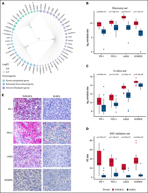 Exhausted related genes upregulated in THRLBCL vs DLBCL. (A) Circular dendrogram of the exhausted related genes upregulated in THRLBCL vs DLBCL cases of the discovery set (created with RAWGraphs). The IC genes are colored in light purple; the virus-induced exhausted related genes, according to the in silico data (accession number GSE9650),17 in light blue; and the EOMES upregulated genes in light green. The gene circle size is proportional to the FC gene expression value. The asterisks indicate the genes shared by 2 categories. (B) Box plot histograms represent the expression value of PD-1, PD-L1, LAG3, and EOMES genes in terms of gene counts (normalized and log2-transformed) in the THRLBCL vs DLBCL samples analyzed in the discovery set by using NanoString immune gene panel. (C) Box plot histograms represent the expression value of PD-1, PD-L1, LAG3, and EOMES genes in terms of gene counts (normalized and log2-transformed) in the THRLBCL vs DLBCL samples of the in silico set. (D) Box plot histograms represent the percentage of cells positive for the immunostaining of PD-1, PD-L1, LAG3, and EOMES proteins in the IHC validation set samples. (E) PD-1, PD-L1, LAG3, and EOMES immunostaining showed higher expression in THRLBCL vs DLBCL cases (Olympus BX53 light microscope, Olympus DP71 camera; original magnification, 40×). Statistical significance was calculated by using the Mann-Whitney U test.