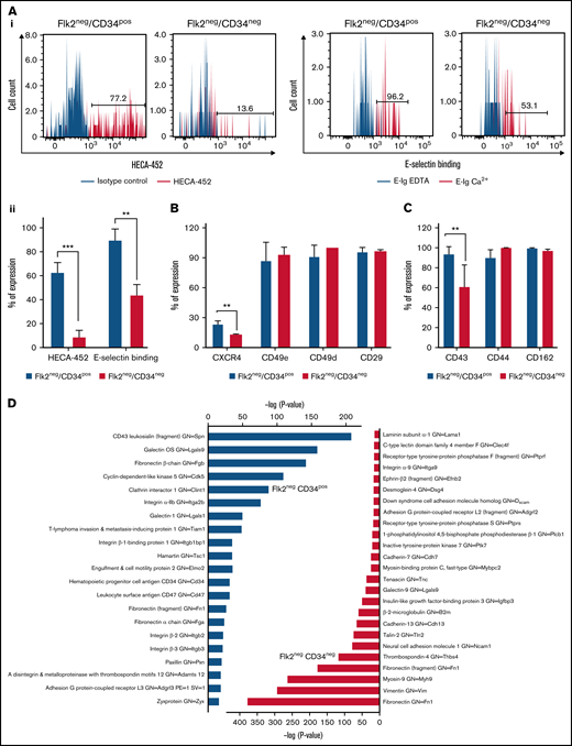 Analysis of homing-related molecules on murine Flk2−CD34− LT-HSCs and Flk2−CD34+ ST-HSCs illustrates a difference in the expression of E-selectin ligands and CXCR4. (A) Flow cytometric analysis was used to determine sLex expression on HSC populations using HECA-452-mAb (gray histogram). Isotype controls (rat IgM) are illustrated in the black histograms. E-selectin binding was also assessed by incubating the cells with E-selectin-hIg chimeric protein followed by anti-human IgG-PE (gray histogram). As a control, 10 mM EDTA was added to abrogate the binding of cells to E-selectin (black histogram). (Ai) Representative histograms are shown from n = 5 independent experiments. A statistical analysis was performed with the unpaired t test (**P = .001 and ***P < .001) as illustrated in (Aii). (B) The expression of the integrins, CD49e, CD49d, and CD29, and the chemokine receptor, CXCR4, on HSC populations was analyzed by flow cytometry. Positive expression was determined as the percent positive cells ± SEM compared with FMO control. Statistical analysis was performed using the unpaired t test (**P = .001). (C) Flow cytometric analysis of E-selectin ligands (CD43, CD44, and PSGL-1) expressed on the 2 subsets of HSCs. Results are expressed as an average percent of expression (above the isotype control) of n = 3 independent experiments. (D) Mass spectrometry data analysis of E-selectin ligands were immunoprecipitated using recombinant E-selectin protein from lysates of Flk2−CD34+ and Flk2−CD34− HSCs, and the purified proteins were identified by mass spectrometry. The identified proteins were analyzed using cell adhesion as a biological process in gene ontology and the data plotted according to the P value for each identified protein.