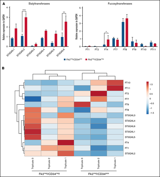 Glycosyltransferases (GTs) important for sLex decorations are differentially expressed between murine Flk2−CD34− LT-HSCs and Flk2−CD34+ ST-HSCs. GT gene expression was assessed using real-time semiquantitative PCR. qPCR was performed as detailed in the Materials and methods section. (A) The level of expression of the murine GT genes, fucosyltransferases (FT), and sialyltransferases (ST) were determined relative to the GADPH housekeeping gene. Each data point represents the mean ± SEM (n = 3 independent experiments) and statistical analysis was performed using the unpaired t test (*P = .033, **P = .002, and ***P < .001). (B) Heatmap generated from qPCR of GT gene expression in the murine HSC populations. Gene expression of the 14 GT genes was determined and hierarchically clustered in a genewise manner according to the correlation distance and average clustering and with the tightest cluster first. ClustViA, a web tool, was used for visualizing the clustering of multivariate data (BETA). The color intensity indicates expression levels where red is the high-expressed and blue is the low-expressed, while gray indicates that it wasn’t detected. Each sample was performed in biological triplicates (n = 3).