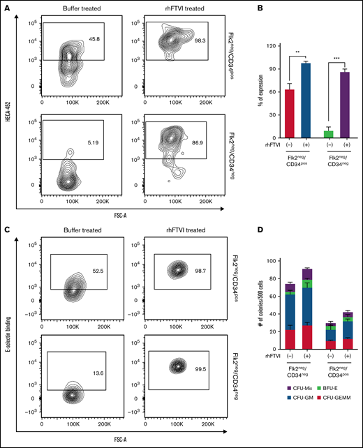 rhFTVI treatment induces sLex expression on all Lin− stem populations. (A) Cells sorted for Flk2− CD34− LT-HSCs and Flk2− CD34+ ST-HSCs were treated either with rhFTVI or in buffer alone, as outlined in the Materials and methods section. After treatment, flow cytometric analysis for sLex expression (HECA-452) was performed. Plots are representative of n = 4 independent experiments. (B) The average percentage expression for each condition in (A) is represented. (C) The binding of E-selectin-hIg chimera was measured on sorted Flk2−CD34− LT-HSCs and Flk2−CD34+ ST-HSC populations treated either with rhFTVI or in buffer alone using flow cytometric analysis. (D) Colony-forming capacities of sorted Flk2−CD34− LT-HSCs and Flk2−CD34+ ST-HSCs were determined. Five hundred cells were either treated with rhFTVI or untreated and were cultured in methylcellulose in the presence of cytokines (SCF, IL-3, EPO, and GM-CSF) for 12 to 14 days. The number and composition of the colonies generated were counted and represented in the graph. BFU-E, erythroid burst-forming unit; CFU-GEMM, granulocyte-erythroid-megakaryocyte-macrophages colony-forming unit; CFU-GM, granulocyte-macrophage colony-forming unit.