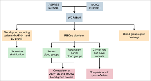 An overview of workflow to comprehensively characterize population-specific blood group variants and phenotypes. The population stratification was performed using plink. Blood group profiling using RBCeq, and blood group gene coverage calculation using BAMstat and bedtools.