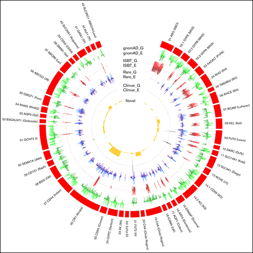 The distribution of gnomAD (genome and exome) datasets, genetic variants, and their frequency in RBC antigen-encoding genes. The outer ring (red) represents the RBC antigen-encoding genes, box length represents the number of variants observed, G denotes gnomAD genome frequency, and E denotes gnomAD exome frequency. The outer green (light/dark) circle indicates the distribution of variants frequency across different blood group genes from the gnomAD data. The red (light/dark) circle indicates the number of variants with ISBT associations relative to all gnomAD variants. The blue (light/dark) circle indicates the distribution of rare non-ISBT variants in all 6 populations. The dark gray circle indicates the number of non-ISBT variants annotated to the ClinVar database. The yellow circle shows the distribution of the number of novel variants.
