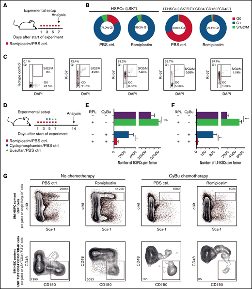 Romiplostim drives HS(P)Cs into active cell cycling and sensitizes them to CyBu chemotherapy. (A) The experimental setup to assess cell cycle activity upon RPL/PBS stimulation; BM is analyzed after 7 days of RPL/PBS application. (B) The cell cycle status of phenotypically defined HSPCs (LSK+) and LT-HSCs (LSK+FLT-3−CD34−CD150+CD48−) with or without RPL/PBS stimulation (n = 5 per group). (C) Representative flow cytometry plots from panel B. (D) The experimental setup to assess the impact of RPL on phenotypically defined HSPCs and LT-HSCs upon simultaneous treatment with CyBu30 chemotherapy; BM is analyzed 14 days after the start of RPL/PBS application equivalent to 7 days after the last dose of chemotherapy and RPL/PBS (n = 5 per group). The number of HSPCs (E) and the number of LT-HSCs (F) per 1 femur 1 week after treatment with RPL/PBS and CyBu30. (G) Representative flow cytometry plots from (E) and (F). BM, bone marrow; ctrl, control; DAPI, 4′,6-diamidino-2-phenylindole; PBS, phosphate-buffered saline.