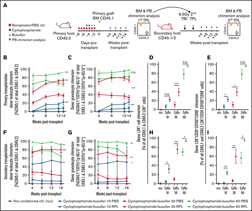 Romiplostim sensitizes HS(P)Cs to CyBu chemotherapy in a preclinical HSCT model and allows a dose reduction of busulfan while maintaining a stable long-term chimerism. (A) The experimental setup to assess the effects of RPL on chemosensitivity to CyBu conditioning therapy in functionally defined long-term HSCs; animals were treated with RPL/PBS and cyclophosphamide and busulfan as also described in Figure 1D but in contrast received BM transplant after their course of chemotherapy. Experimental animals were followed for 14 weeks and bled regularly before their BM was analyzed and transplanted into secondary recipients and observed there for another 16 weeks. The peripheral blood donor leukocyte chimerism (CD45.1/CD45.2) (B) and the donor granulocyte chimerism (CD45.1/CD45.2 CD11b+Ly-6C/G+) (C) in primary transplant recipient mice. (D-E) The phenotypic HSPC and HSC chimerisms of primary transplant recipients 14 weeks after primary transplantation. (F-G) The peripheral blood donor leukocyte and donor granulocyte chimerisms in secondary transplant recipient mice. (H-I) The BM HSPC and HSC chimerisms of secondary transplant recipient mice. The number of mice used for this experimental setup is depicted in supplemental Figure 2J. ctrl, control; ncc, nonconditioned control; TBI, total body irradiation.