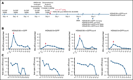 In vivo HSC transduction studies in rhesus macaques with HDAd5/35++GFP, HDAd5/3+GFP, HDAd5/35++GFP/cxcr4, and HDAd5/3+GFP/cxcr4. (A) Schematic of the experiment showing the injection time of the mobilization drugs (G-CSF and AMD3100) and cytokine prophylaxis drugs (dexamethasone, anakinra, and tocilizumab), as well as the injection time of the HDAd vector at a dose of 0.4 × 1012 vp/kg. The time point of HDAd injection is taken as “day 0, 0 hours.” HDAd5/35++GFP– and HDAd5/3+GFP–injected animals were monitored for 7 days. HDAd5/35++GFP/cxcr4– and HDAd5/3+GFP/cxcr4–injected animals were observed for 8 weeks to capture late effects of cxcr4 expression. Bone marrow aspirates (BMAs) were performed at days 3, 7, and (for HDAd5/35++GFP/cxcr4 and HDAd5/3+GFP/cxcr4) at weeks 4 and 8. Blood samples were taken at 0 hours (before HDAd injection) and 2, 6, 9, and 12 hours on day 0; on days 1, 2, 3, and 7; and then weekly. (B) HSC mobilization. Shown are numbers of primitive (CD34+/CD45RA–/CD90+) HSCs in peripheral blood. HDAd vectors were IV injected at day 0, 0 hours. Notably, there was no correlation between the weight of the animals and the efficacy of mobilization. The weights were 9.70 kg (HDAd5/35++GFP), 6.64 kg (HDAd5/3+GFP), 7.13 kg (HDAd5/35++GFP/cxcr4), and 7.19 kg (HDAd5/3+GFP/cxcr4). (C) Vector clearance from blood. HDAd vector genome copies in serum samples were measured by using quantitative polymerase chain reaction.