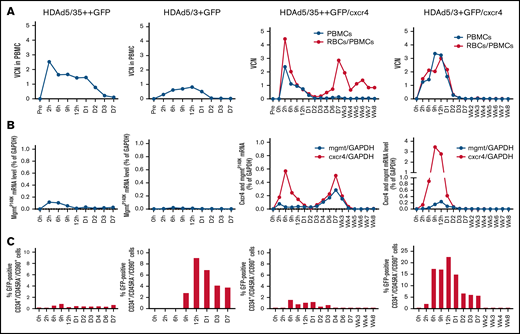 Analysis of transduction in peripheral blood cells. (A) VCN per cell in PBMCs (black lines) and total blood cells (RBCs+PBMCs, red lines, measured only for HDAd5/35++GFP/cxcr4– and HDAd5/3+GFP/cxcr4–injected animals). (B) Analysis of transgene mRNA levels relative to mRNA levels of the housekeeping gene GAPDH. Human mgmtP140K mRNA data are shown by black lines; human cxcr4 mRNA levels are shown by red lines. Note that the scale of the y-axis for the HDAd5/3+GFP/cxcr4–injected animal is different. (C) Percentage of GFP+ HSCs in peripheral blood white cells. The scale of the y-axis for the HDAd5/3+GFP/cxcr4–injected animal is different.