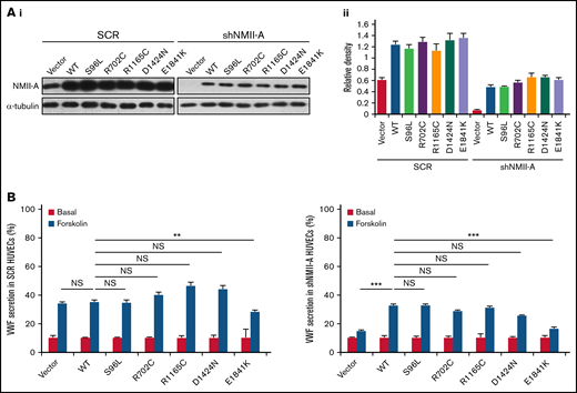Screening of MYH9-RD mutations reveals that the expression of E1841K mutant inhibits cAMP-induced endothelial VWF secretion. (Ai) Western blots of NMII-A mutants in HUVECs expressing scrambled shRNA (SCR) or shRNA targeting NMII-A (shNMII-A) that were rescued by NMII-A WT and 5 MYH9-RD mutants. (Aii) Ratio of NMII-A to loading control α-tubulin of (Ai). (B) ELISA of VWF secreted from HUVECs in A with forskolin stimulation (n = 12; NS > 0.05; **P < .01; ***P < .001vs WT). NS, not significant.