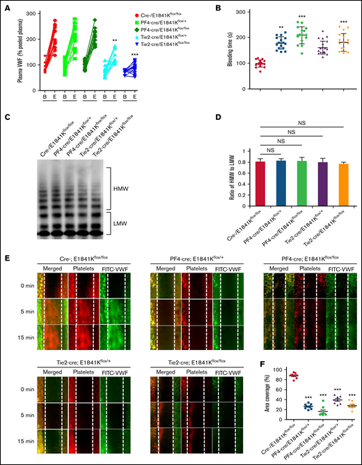 Endothelium-specific E1841K mutant hinders cAMP-mediated VWF release, prolongs bleeding time, and impairs thrombosis in mice. (A) Normalized levels of plasma VWF from cre-/E1841Kflox/flox (red), PF4-cre/E1841Kflox/+ (light green), PF4-cre/E1841Kflox/flox (dark green), Tie2-cre/E1841Kflox/+ (light blue), and Tie2-cre/E1841Kflox/flox (dark blue) (n = 14) mice before (B) and after epinephrine stimulation (E). (B) Bleeding times of cre-/E1841Kflox/flox (red), PF4-cre/E1841Kflox/+ (light green), PF4-cre/E1841Kflox/flox (dark green), Tie2-cre/E1841Kflox/+ (light blue), and Tie2-cre/E1841Kflox/flox (dark blue) (n = 16) mice after epinephrine stimulation (*P < .05; **P < .01; ***P < .001 vs cre-/E1841Kflox/flox mice). (C) VWF multimer distribution of basal mice plasma. (D) Ratios of high to low molecular weight of VWF multimers in C (NS > 0.05). (E) FeCl3-induced thrombus formation in the mesenteric vessels of cre-/E1841Kflox/flox, PF4-cre/E1841Kflox/+, PF4-cre/E1841Kflox/flox, Tie2-cre/E1841Kflox/+, and Tie2-cre/E1841Kflox/flox (n = 8) mice. The thrombus is indicated with Rhodamine-labeled platelets and FITC-conjugated anti-VWF antibody. (F) The coverage of the area by thrombus in (E) at 15 minutes (*P < .05; ***P < .001).
