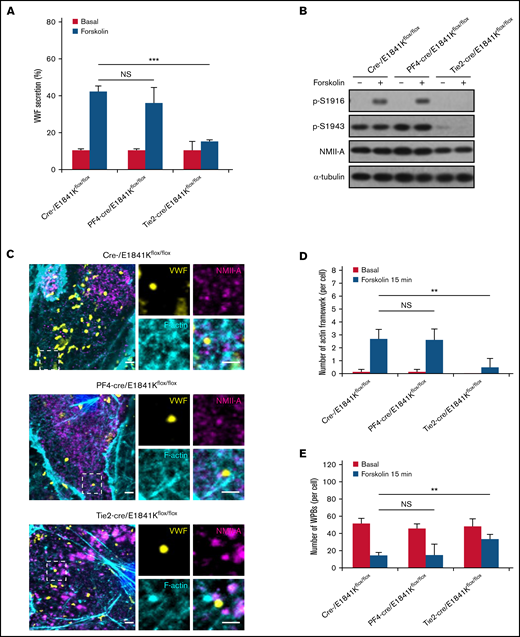 Defective cAMP-induced VWF secretion is associated with decreased number of actin framework formation in primary ECs derived from endothelium-specific E1841K mutant mice. (A) VWF secretion in BECs from cre-, PF4-cre, and Tie2-cre/E1841Kflox/flox mice with forskolin stimulation (NS > 0.05; ***P < .001). (B) Western blotting of p-S1916, p-S1943, and total NMII-A in BECs from cre-, PF4-cre, and Tie2-cre/E1841Kflox/flox mice stimulated with forskolin for 15 minutes. (C) Immunostaining of VWF (yellow), NMII-A (magenta), and F-actin (cyan) in BECs from cre-, PF4-cre, and Tie2-cre/E1841Kflox/flox mice. Scale bars represent 2 μm. (D) Quantitative analysis of the number of actin framework-coupled WPBs per cell. (E) The total number of WPBs per cell (n = 16; NS > 0.05; **P < .01). NS, not significant.