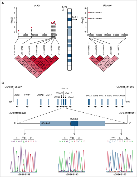 IFNA16 genetic characterization. (A) Chromosome 9 structure shows JAK2 and IFNA16 genomic regions and SNVs used for association analyses in the P value (−log10) scatter plots (n = 51). Note the stronger association of both IFNA16 SNVs compared with those of JAK2 SNVs. The accompanying linkage disequilibrium heatmap was generated by using pairwise χ2 test for 7 evaluable JAK2 SNVs or 5 evaluable IFNA SNVs (3, IFNA16; 1, IFNA17; 1, IFNA5) using the MPN genotyping data. Boxes indicate D values for SNV pairs. (B) Genomic organization of the IFN gene cluster and IFNA16 dideoxy sequence analysis delineating the 3 SNVs and their predicted translation products (all displayed 5′-3′ orientation using RefSeq NM_002173.3 as reference). For all sequences, the polymorphic transition is underscored and delineated by the asterisk. Chromosomal positions are based on National Center for Biotechnology Information Build 37 (GRCh37).