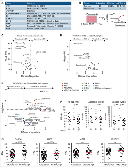 Increased sensitivity of HMGA2+ primary AMLs toward G2/M checkpoint inhibitors. (A) List of inhibitors and their primary target(s) used in the chemical screen. Genotoxic agents used as controls are not listed. (B) Repartition of the primary AML specimens selected and screen layout. Volcano plot showing the differential compound sensitivity in CK vs intermediate-risk AML specimens (C), TP53 wild-type (WT) vs TP53 altered AML samples (D), and CK HMGA2– vs CK HMGA2+ samples (E). White dots represent genotoxic agents. (F) Dot plot comparison of representative ATR, CHK1, and WEE1 inhibitors between intermediate, CK HMGA2–, and CK HMGA2+ specimens (median is depicted, Mann-Whitney U test). (G) CHEK1, WEE1, ATM, and CHEK2 messenger RNA expression in HMGA2 null (RPKM = 0; n = 83) and HMGA2 high (RPKM >2; n = 39) AML samples (median is depicted, Mann-Whitney U test). 5-FU, 5-fluorouracil; ns, not significant; PARP, poly(ADP-ribose) polymerase.