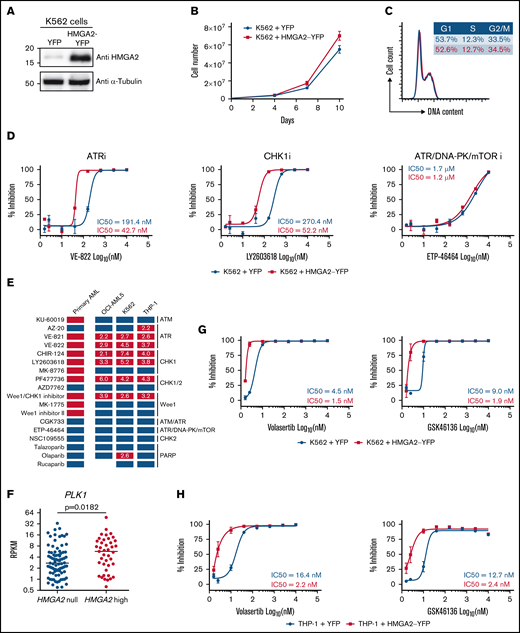 Induced HMGA2 expression sensitizes leukemic cells to ATR, CHK1, and PLK1 inhibitors . HMGA2 protein expression (A), proliferation curves (B), and cell cycle analysis (C) were performed in K562 cells infected with control YFP– or HMGA2-YFP–expressing vectors. (D) Dose-response curves and IC50 values for representative ATR, CHK1 and ATR/DNA-PK/mTOR inhibitors in K562 cells infected with vectors expressing control YFP (blue) or HMGA2-YFP (red). (E) Representation of overall chemical screen results in primary AML and cell lines (K562, OCI-AML5, and THP-1). Compounds with a significant increased activity in CK HMGA2+ vs CK HMGA2– primary AML (see Figure 4E) are depicted in orange while nonsignificant compounds are in blue. In cell lines, compounds with more than a twofold decrease in IC50 values in HMGA2-expressing cells vs control are in red; others are in blue. Fold change in IC50 values are indicated in corresponding boxes. (F) PLK1 messenger RNA expression in HMGA2 null (RPKM = 0; n = 83) and HMGA2 high (RPKM >2; n = 39) AML samples (median is depicted, Mann-Whitney U test). Dose-response curves and IC50 values for volasertib and GSK46136 PLK1 inhibitors in K562 (G) and THP-1 (H) cells infected with vectors expressing control YFP (blue) or HMGA2-YFP (red). mTOR, mammalian target of rapamycin; PARP, poly(ADP-ribose) polymerase.