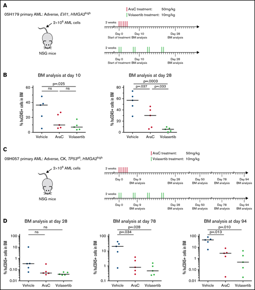 Poor prognosis HMGA2high PDXs are sensitive to PLK1 inhibitors in vivo. Summary of the treatment protocols and time point analysis for NSG mice transplanted with 2 million of 05H179 (A) or 09H057 (C) AML cells. Two weeks after transplantation, mice were treated with AraC (50 mg/kg, 5 days per week during 1 week), volasertib (10 mg/kg, 2 days per week during 4 weeks), or vehicle. BM aspiration was performed at indicated times. (B) Percentage of human CD45+ cells in BM at day 10 and 28 after AraC, volasertib, or vehicle treatment (n = 5, median is depicted; t test). (D) Percentage of human CD45+ (huCD45+) cells in BM at days 28, 78, and 94 after AraC, volasertib, or vehicle treatment (n = 5, median is depicted; t test). ns, not significant.