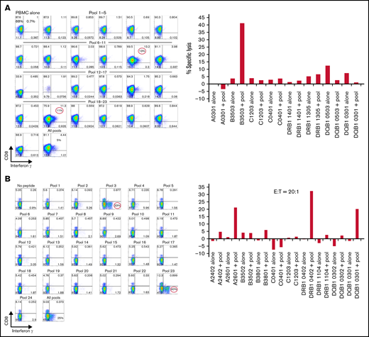Mapping of CMVpp65 peptide epitope specificity and HLA restriction of a representative CMVpp65CTL line. (A) IFN-γ responses of T cells against a matrix of CMVpp65 peptide subpools. CD8+ T cells of the CMVpp65CTL line respond selectively to subpools #10 and #19, which uniquely share the QAIRETVEL peptide. Furthermore, these CMVpp65CTLs selectively lyse phytohemagglutinin-stimulated blasts loaded with this peptide that share with the CMVpp65CTLs the HLA-B*3503 and not peptide-loaded phytohemagglutinin-stimulated blasts sharing other HLA alleles in the CMVpp65CTL genotype. This line also contains a nondominant population of IFN-γ+ CD8+ T cells specific for peptide 44 uniquely shared by subpools 8 and 16 that contains the QWKEPDVYYT epitope that can be presented by the donor’s HLA C0401 allele. However, these T cells were not cytotoxic against peptide-loaded targets sharing any single HLA allele, with donor preventing ascertainment of HLA restriction. Note that a low-level (11%) alloresponse to DQB10503 alone and not against the same cells loaded with CMVpp65 peptides was also seen. (B) This CMVpp65CTL line contains dominant CD4+ T cells that selectively generate IFN-γ in response to subpools 3 and 23, which uniquely share the LARNLVPMVATV peptide, and lyse targets loaded with the peptide that selectively share only the HLA-DRB*1-0402 allele with the CMVpp65CTLs. This line also contains 2 other CMVpp65CTL populations: a small population of CD8+ T cells restricted by HLA A2601 specific for SHIMLDVAF, a CMVpp65 peptide in 15-mer #72 shared by pools 12 and 18, and an IFN-γ+ cytolytic CD4+ T-cell population restricted by HLA DQB, 0301, specific for subpools 8 and 20 sharing the 15-mer #92: EHPTFTSQYRIQGKL. E:T, effector-to-target ratio.