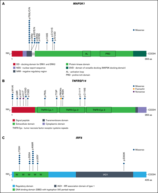 Frequent mutations in PNMZL and mutational comparison between adult NMZL and PNMZL. (A) Distribution of MAP2K1 mutations at protein level. The main protein domains are represented by larger colored boxes. (B) Distribution of TNFRSF14 mutations at protein level. Intron variants are not shown. (C) Distribution of IRF8 mutations at protein level. Domains of the protein are represented according to the UniProt database (www.uniprot.org).