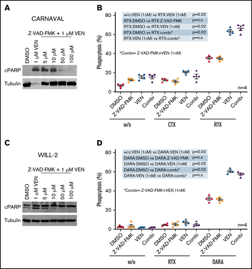 Apoptosis independence in VEN-induced phagocytosis. (A) CARNAVAL cells were pretreated with increasing concentrations of the pan caspase inhibitor Z-VAD-FMK for 1 hour before being subjected to 1 µM VEN for 12 hours. Protein levels of cPARP were analyzed by Western blot. (B) Percentages of cells phagocytosed by human macrophages with VEN/antibody combinations compared with VEN, the pan-caspase inhibitor Z-VAD-FMK (Z-VAD) for 1 hour, RTX, or combination of VEN and Z-VAD-FMK (combi). CARNAVAL cells were treated with 50 µM Z-VAD-FMK for 1 hour or/and 1 nM VEN for 12 hours. (C) WILL-2 cells were pretreated with increasing concentrations of the pan caspase inhibitor Z-VAD-FMK/1 hour before subjected to 1 µM VEN for 12 hour. Protein expression of cPARP was analyzed by Western blot. (D) In vitro phagocytosis assays with human macrophages in WILL-2 cells treated with 1 nM VEN for 12 hours or/and 50 µM Z-VAD-FMK for 1 hour alone, the combination (combi), DARA, and the control antibody RTX. Phagocytosis was analyzed as described above. Data are presented as mean ± SEM from independent experiments with 4 healthy blood donors. Tubulin served as a loading control.