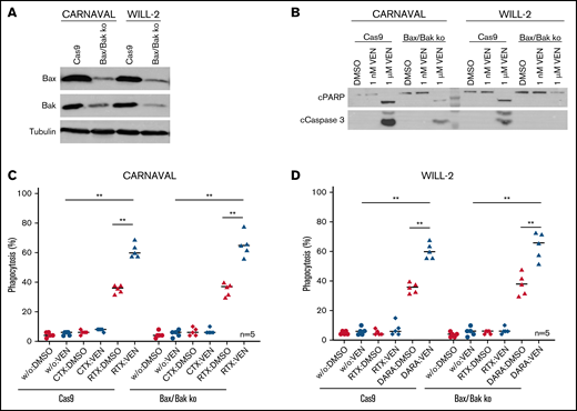 VEN-mediated phagocytosis in Bax/Bak-deficient DHL cell lines. (A) Protein levels of Bax and Bak in CARNAVAL and WILL-2 Bax/Bak ko cells and control cells (Cas9) analyzed by Western blot. (B) Examination of cPARP and cCaspase 3 in CARNAVAL and WILL-2 Bax/Bak ko cells control cells (Cas9) subjected to 1 nM or 1 µM VEN for 12 hours. (C) ADCP in CARNAVAL deficient for Bax/Bak or control cells (Cas9) after treatment with 1 nM VEN for 12 hours, RTX, and the control antibody CTX. (D) ADCP in WILL-2 lacking Bax/Bak or control cells (Cas9) treated with 1 nM VEN for 12 hours, DARA, and the control antibody RTX. Data are presented as mean ± SEM from independent experiments with 5 healthy blood donors. Statistical analysis: *P < .05; **P < .005; Mann-Whitney test. All antibodies used in vitro were applied to a final concentration of 10 µg/mL. Tubulin served as a loading control.