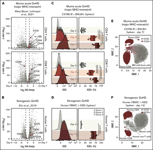 Identification of ICOS as a biomarker of acute GvHD. (A-B) Volcano plots summarizing the differential gene expression analysis performed on publicly available RNA-seq data comparing murine (A) and human (B) T cells recovered from murine models of acute GvHD with cells prior to adoptive transfer. Vertical dashed lines on volcano plots indicate a log2 fold change of 1.5; horizontal dashed lines indicate an adjusted P value of .05. Genes encoding for selected activation markers previously employed as immunoPET targets are highlighted in red. (C) Representative FACS histograms (left panels) and summary of percentages (right panels) of ICOS expression on CD90.1+CD45.1+CD4+ (top panels) and CD8+ (bottom panels) T cells recovered from the spleen 4 and 7 days post–adoptive transfer of C57BL/6 T cells into allogeneic BALB/c recipients. Values are summarized as box plots, representing the range, first quartile, median, third quartile, and eventual outliers. Results are pooled from 2 independent experiments (n = 9-11 mice per group). Day 4 and 7 values were compared with day 0 values using a nonparametric Mann-Whitney U test. P values are indicated. (D) Representative FACS histograms (left panels) and summary of percentages (right panels) of ICOS expression on human-CD45+ murine-CD45− CD3+ T cells recovered from spleen 14 days post–adoptive transfer of human PBMCs from healthy donors into sublethally irradiated NSG mice. Results are pooled for a total of 9 mice (n = 2-4 mice per group). Day 14 and 0 values were compared using a nonparametric Mann-Whitney U test. P values are indicated. (E-F) Uniform Manifold Approximation and Projection plots of FACS data obtained from the analysis of spleens recovered at day 7 after MHC-mismatch murine allogeneic HCT (E) or at day 14 upon induction of xenogeneic GvHD by adoptive transfer of PBMCs into NSG mice (F). ICOS-expressing cells are depicted in red.