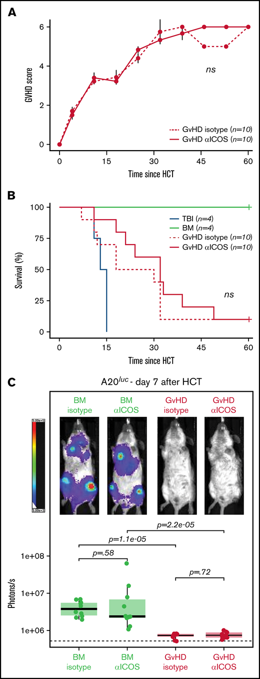 Administration of ICOS mAb at tracer doses does not impact murine acute GvHD or the GvT effect. GvHD score (A) and animal survival (B) after allogeneic HCT. Two-way analysis of variance was used to compare GvHD score and log-rank test to compare survival curve between GvHD mice receiving 10 μg of cold anti-ICOS mAb (continuous red line) and isotype mAb (dashed red line) IV at day 4 post–allogenic transplantation. (C) Representative in vivo BLI images of A20luc+ cell burden 7 days post-HCT in GvHD mice and BM controls having received cold anti-ICOS mAb or isotope control at day 4 post-HCT. Results are pooled from 2 independent experiments (n = 10 mice/group) and compared using a nonparametric Mann-Whitney U test.