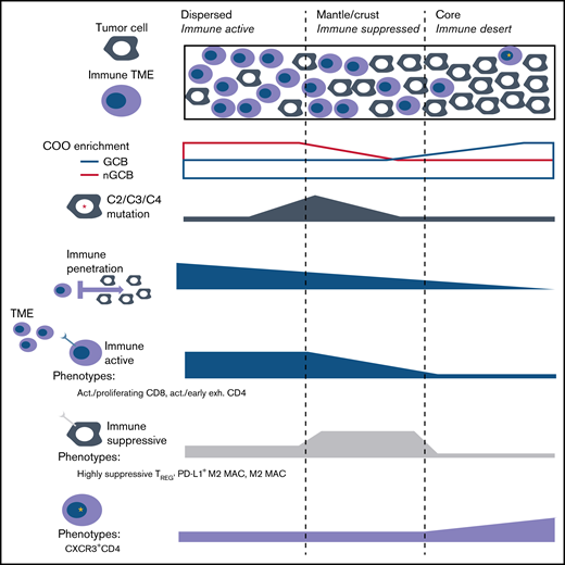 The tumor-centric neighborhoods which are defined by their proximity to their nearest immune cell, indicated that dispersed regions had the closest distances to the TME, and were significantly more likely to neighbor an immune-active phenotype compared with a suppressive/exhausted phenotype (Fisher exact test P = .047) (top). The mantle/crust regions were moderately further from the TME interface and immunosuppressive TME phenotypes were significantly more likely to neighbor within this district compared with an activate phenotype (Fisher exact P = .027). The tumor core neighborhood represented an immune desert that contained increased CXCR3 expression on CD4 subphenotypes (bottom). The tumor core proportions did not have an association with COO, or any DLBCL subtype, whereas the mantle (I), and dispersed tumor (E) neighborhoods were significantly positively associated with DLBCL subtypes C2 (P = .029), C3 (P = .046), and C4 (P = .025), respectively.
