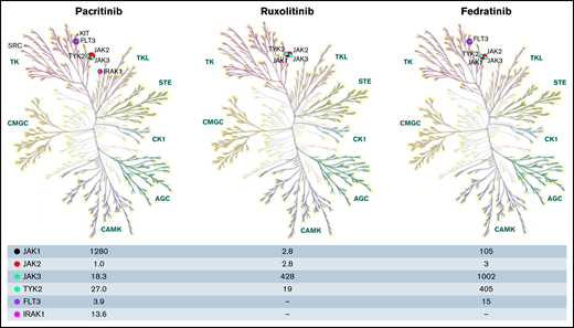 The kinase profile was constructed through KinMap, a web-based interactive tool with built-in human kinome data.41 Kinome profile of PAC adapted from Singer et al16 and the kinase profiles of ruxolitinib and fedratinib from Mullally et al.42 The numbers represent the half maximal inhibitory concentration (IC50) of the respective kinases on the far-left corner. AGC, protein kinase A; G, C group; CAMK, calcium/calmodulin-dependent protein kinases; CK1, casein kinase; CMGC, includes cyclin-dependent kinases (CDKs), mitogen-activated protein kinases (MAP kinases), glycogen synthase kinases (GSK) and CDK-like kinases; FLT3, fms-like receptor tyrosine kinase 3; IRAK1, interleukin-1 receptor-associated kinase 1; STE, homolog of sterile; TK, tyrosine kinase; TKL, tyrosine kinase-like group of kinases, TYK2-tyrosine kinase 2.