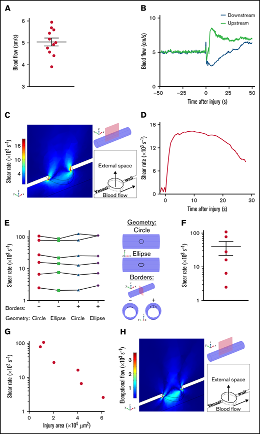 Shear rates after puncture of a mouse carotid artery. (A) The dot plot shows the mean blood flow velocities in the intact left carotid artery. Data are presented as the mean ± SEM, and individual symbols represent individual mice. (B-H) Injury was induced by needle puncture of the left common carotid artery of wild-type mice. (B) The curves show the blood flow velocities upstream and downstream of the site of injury, as a function of the time after injury. (C) Representative image obtained with the model, whose 3D geometry is presented in the upper right corner. The red rectangle defines the zx-section of observation, and the injury appears at the top of the cylinder mimicking the carotid artery. At the side, the colors indicate the shear rates 8.75 seconds after puncture in the zx-section. The schema in the lower right corner depicts the positions of the external space and vessel lumen with arrows indicating the direction of blood flow. (D) The curve shows the shear rate at the edge of the wound calculated with the model, as a function of the time after injury. (E), The graph shows the maximum shear rates at the edge of the wound calculated with the model for 2 different shapes of the lesion (circle and ellipse), whose 3D geometry is presented in the upper right corner. The presence or absence (+ or –) of the vessel borders rolled inside the lumen was used to mimic the presence or absence of the ruptured ends of the carotid artery, whose 3D geometry is presented in the lower right corner. Individual symbols in the columns represent individual mice, and symbols pertaining to the same mouse are joined by a line. (F) The dot plot shows the maximum shear rates at the edge of the wound calculated with the model. Data are presented as the mean ± SEM, and individual symbols represent individual mice. (G) The graph shows the maximum shear rates at the edge of the wound calculated with the model, as a function of the area of the injury. Individual symbols represent individual mice. (H) Representative image obtained with the model, whose 3D geometry is presented in the upper right corner. The red rectangle defines the zx-section of observation, and the injury appears at the top of the cylinder mimicking the carotid artery. At the side, the colors indicate the elongational flows 8.75 seconds after puncture in the zx-section. The schema in the lower right corner depicts the positions of the external space and vessel lumen with arrows indicating the direction of blood flow.