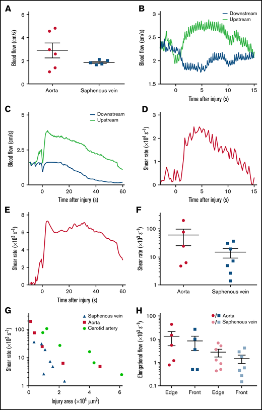 Shear rates after puncture of the mouse aorta or saphenous vein. (A) The dot plots show the mean blood flow velocities in the intact aorta and saphenous vein. Data are presented as the mean ± SEM, and individual symbols represent individual mice. (B) The curves show the blood flow velocities upstream and downstream of the site of injury after puncture of the aorta, as a function of the time after injury. (C) The curves show the blood flow velocities upstream and downstream of the site of injury after puncture of the saphenous vein, as a function of the time after injury. (D) The curve shows the shear rate at the edge of the wound in the aorta, calculated with the model as a function of the time after injury. (E) The curve shows the shear rate at the edge of the wound in the saphenous vein, calculated with the model as a function of the time after injury. (F) The dot plot shows the maximum shear rates at the edge of the wound in the aorta or saphenous vein calculated with the model. Data are presented as the mean ± SEM, and individual symbols represent individual mice. (G) The graph shows the maximum shear rates at the edge of the wound in the carotid artery, aorta, or saphenous vein, calculated with the model as a function of the area of the injury. Individual symbols represent individual mice. (H) The dot plots show the maximum elongational flows at the edge of the wound (edge) and the mean elongational flows in a broad area in front of the wound (front), calculated with the model for puncture of the aorta or saphenous vein. Data are presented as the mean ± SEM, and individual symbols represent individual mice.