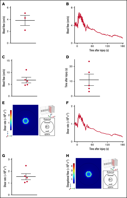 Shear rates after transection of the mouse spermatic artery. (A) The dot plot shows the mean blood flow velocities in the intact spermatic artery. Data are presented as the mean ± SEM, and individual symbols represent individual mice. (B-H) Injury was induced by transection of the spermatic artery of wild-type mice with microscissors. (B) The curve shows the blood flow velocities upstream of the site of injury, as a function of the time after injury. (C) The dot plot shows the maximum blood flow velocities upstream of the site of injury. Data are presented as the mean ± SEM, and individual symbols represent individual mice. (D) The dot plot shows the times after injury at which the maximum upstream blood flow velocities were reached. Data are presented as the mean ± SEM, and individual symbols represent individual mice. (E) Representative image obtained with the model, whose 3D geometry is presented in the upper right corner. The red rectangle defines the zy-section of observation. and the injury appears at the top of the cylinder mimicking the spermatic artery. At the side, the colors indicate the shear rates 8.5 seconds after transection in the zx-section. The schema in the lower right corner depicts the positions of the external space and vessel lumen with the blood flow (B.f.) in the middle. (F) The curve shows the shear rate at the edge of the wound calculated with the model, as a function of the time after injury. (G) The dot plot shows the maximum shear rates at the edge of the wound calculated with the model. Data are presented as the mean ± SEM, and individual symbols represent individual mice. (H) Representative image obtained with the model, whose 3D geometry is presented in the upper right corner. The red rectangle defines the zy-section of observation, and the injury appears at the top of the cylinder mimicking the spermatic artery. At the side, the colors indicate the elongational flows 8.5 seconds after transection in the zx-section. The schema in the lower right corner depicts the positions of the external space and vessel lumen with the blood flow in the middle.
