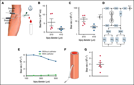 Shear rates after puncture of a human median cubital vein. (A) Schema of the human vessel puncture model using a catheter. (B) The dot plots show the mean blood flow velocities through the catheter after puncture of the median cubital vein with a 22-gauge (diameter = 0.41 mm) or 24-gauge (diameter = 0.31 mm) needle. Data are presented as the mean ± SEM, and individual symbols represent individual donors. (C) The dot plots show the shear rates at the edge of the wound calculated with Poiseuille’s equation for puncture of the median cubital vein with a 22- or 24-gauge needle. Data are presented as the mean ± SEM, and individual symbols represent individual donors. (D) Schema of the hybrid computational model of blood flow in the intact and injured venous network of the human arm. The intact vessels are represented as rectangles with the following abbreviations: av, axillary vein; brvr, brachial vein divided into 2 radial veins; brvu, brachial vein divided into 2 ulnar veins; bvl, lower part of the basilic vein; bvu, upper part of the basilic vein; cvl, lower part of the cephalic vein; cvu, upper part of the cephalic vein; rv1, radial vein 1; rv2, radial vein 2; sv, subclavian vein; uv1, ulnar vein 1; uv2, ulnar vein 2. The damaged median cubital vein is represented in 3D geometry. (E) The curves show the maximum shear rate at the edge of the wound calculated with the hybrid model for experiments with and without a catheter, as a function of the diameter of the injury. Individual symbols represent individual simulations. (F) Schema of the murine carotid artery puncture model with a catheter. (G) The dot plot shows the shear rates at the edge of the wound calculated with Poiseuille’s equation. Data are presented as the mean ± SEM, and individual symbols represent individual mice.