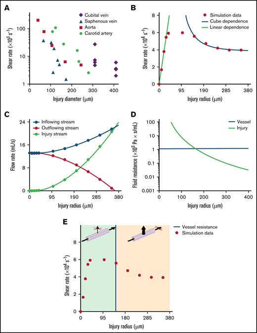 Mechanism governing the decrease in shear rate with increasing wound size. (A) The graph shows the maximum shear rates at the edge of the wound after puncture of the carotid artery, aorta, saphenous vein, or median cubital vein, as a function of the diameter of the injury. Individual symbols represent individual mice or donors. (B-E) Simulations of puncture of the median cubital vein without a catheter. (B) The dot plot shows the maximum shear rates at the edge of the wound calculated with the hybrid model, as a function of the radius of the injury. Individual symbols represent individual simulations. The dots are approximated by linear (linear dependence) and inverse cube (cube dependence) functions for injury radii of 0 to 30 μm and 150 to 350 μm, with adjusted R2 values of 0.99 and 0.98, respectively. (C) The curves show the blood flow rate upstream (inflowing stream) and downstream (outflowing stream) of the site of injury and through the wound (injury stream) calculated with the hybrid model, as a function of the radius of the injury. Individual symbols represent individual simulations. (D) The green curve represents the hydrodynamic resistance of the wound, as a function of the radius of the injury. The horizontal blue line represents the hydrodynamic resistance of the median cubital vein. (E) The dot plot shows the maximum shear rates at the edge of the wound calculated with the hybrid model, as a function of the radius of the injury. Individual symbols represent individual simulations. The vertical blue line represents the threshold value of the radius of the injury at which the hydrodynamic resistance of the median cubital vein is equal to that of the wound. The green and orange areas indicate the ranges of injury radii for which the blood flow passes mostly through the downstream vessel network or through the injury, respectively, as shown in the 3D schemas above.
