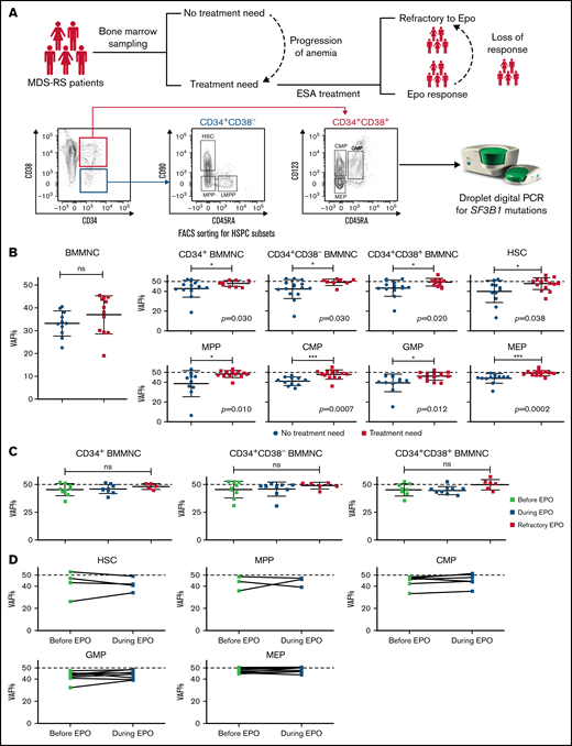 Mutation burden of CD34+ BM populations is significantly lower in patients with MDS-RS with asymptomatic anemia than in patients with TN. (A) Study overview. BM samples from patients with MDS-RS were taken at diagnosis, at onset of TN, during successful ESA treatment, and in a refractory state. Fluorescence-activated cell sorting (FACS) was used to isolate defined HSPC compartments. VAF was determined in all populations using ddPCR. (B) VAF of SF3B1 mutations measured in different HPSC subpopulations in patients with NTN (blue) and in patients with TN (yellow): bulk BM mononuclear cells (BMMNCs; n = 13), CD34+ BMMNCs (n = 12 NTN; n = 10 TN), CD34+CD38– BMMNCs (n = 15 NTN; n = 8 TN), CD34+CD38+ BMMNCs (n = 13 NTN; n = 10 TN), HSCs (n = 11 NTN; n = 14 TN), MPP cells (n = 10 NTN; n = 14 TN), CMP cells (n = 11 NTN; n = 14 TN), GMP cells (n = 11 NTN; n = 14 TN), and MEP cells (n = 12 NTN; n = 14 TN). The numbers of investigated subpopulations in each graph reflect subpopulations with enough cells to allow for statistical comparison. A dotted horizontal line is added at 50% VAF to indicate the theoretical maximum VAF of heterozygous SF3B1 mutation. Error bars indicate the standard deviation. (C) VAF of SF3B1 mutations measured in paired samples from patients with TN: before EPO treatment (n = 9; light green), during successful EPO treatment (n = 9; dark green), and in patients who had become refractory to EPO (n = 6; red). The response samples were taken at a median of 21 months (range, 6-71 months) from start of EPO treatment. (D) VAF analysis of SF3B1 mutations in paired sequential samples from patients (n = 8) taken before and during successful EPO treatment. Analysis was performed in HSCs, and MPP, CMP, GMP, and MEP cells. Significance was tested with paired two-tailed Wilcoxon tests. Mann-Whitney U test: *P < .05; ***P < .001. CMP, common myeloid progenitor; GMP, granulocyte-macrophage progenitor; LMPP, lymphoid-primed multipotent progenitor; MEP, megakaryocyte-erythroid progenitor; MPP, multipotent progenitor; ns, not significant.