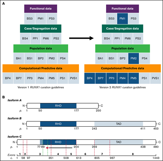 RUNX1 variant curation codes and isoform schematic. (A) The updated RUNX1 curation codes improve the curation process and increase the accuracy of variant classification. The first version of RUNX1-specific ACMG/AMP codes is shown on the left. The updated RUNX1-specific codes (version 2) are displayed on the right. Only revised codes are highlighted with blue fill. (B) Alternative splicing creates 3 protein isoforms that are shown schematically: A (top), B (middle), and C (bottom, isoform used for variant curation). The exons encoding isoform C are shown at the bottom of the figure. A red arrow indicates the extension of the critical region for variant curation defined by the updated curation rules. The green dotted lines indicate the extension of the amino acid range considered for PM1 and PM4. c, nucleotide numbering; p, amino acid numbering; RHD, RUNT homology domain; TAD, transactivation domain. Nucleotide numbering is according to NM_001754.5.