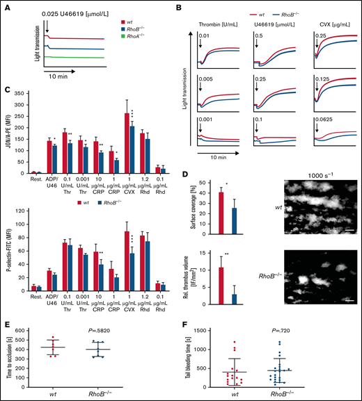 Impaired activation and thrombus formation of RhoB−/− platelets in vitro. (A-B) Platelet light transmission aggregometry. Representative aggregation curves of washed wt and RhoB−/− platelets stimulated with different agonist concentrations under stirring conditions for 10 minutes are shown. (A) Shape change of wt and RhoB−/− platelets in response to low concentrations of the thromboxane analog U46619. RhoA-deficient platelets displaying defective shape change under these conditions were used as a control. (B) Aggregation of RhoB−/− platelets in vitro. (C) Platelet integrin αIIbβ3 activation (JON/A-PE binding; upper) and α-granule secretion (P-selectin-FITC; lower) in vitro were determined upon 6-minute stimulation of wt and RhoB−/− platelets with the indicated agonists at different concentrations (n = 4). (D) In vitro thrombus formation under flow on a collagen-coated surface. Representative images of thrombus formation at an intermediate shear of 1000 s−1 are shown. Upper panel: adhesion of platelets to collagen assessed by area coverage. Lower panel: formation of 3-dimensional aggregates displayed as relative thrombus formation (n = 8). (E) Induction of arterial thrombosis by mechanical injury of the abdominal aorta of wt and RhoB−/− mice in vivo. Each data point represents 1 mouse (wt n = 7; RhoB−/− n = 8). (F) Tail bleeding time on filter paper of wt and RhoB−/− mice in vivo. Each data point represents 1 mouse (wt n = 15; RhoB−/− n = 23. *P < .05; **P < .01; ***P < .001; Mann-Whitney U test, mean plus or minus SD. ADP/U466, adenosine diphosphate/U46619; CRP, collagen-related peptide; CVX, convulxin; Rest, resting; Rhd, rhodocytin; Thr, thrombin.