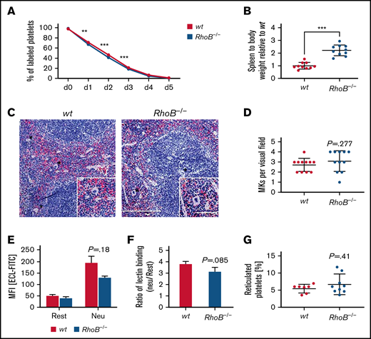 Lack of increased platelet turnover in RhoB−/− mice. (A) For the determination of platelet lifespan, wt and RhoB−/− platelets were labeled with an α-GPIX antibody, and the labeled platelet population was analyzed over 5 consecutive days (n = 5 mice per genotype). Unpaired t test with individual variances computed for each comparison, mean plus or minus SD. (B) Ratio of spleen weight (mg) to body weight (g) of RhoB−/− mice normalized to wt (n = 10 miceper genotype). (C) Paraffin sections of murine spleens stained using hematoxylin and eosin. Analysis was performed at a Leica DMI4000 B microscope. Scale overview, 100 µm; inset, 80 µm. (D) Number of MKs per visual field determined in spleen paraffin sections (n = 3; 4 visual fields per genotype; visual field, 2.3 mm2). (E) Assessment of Erythrina cristagalli lectin–FITC (ECL-FITC) binding to wt and RhoB−/− platelets by flow cytometry at resting state (rest) or upon neuraminidase treatment (Neu) (n = 3). (F) Ratio of lectin binding (neuraminidase-treated platelets vs untreated platelets) for both genotypes (n = 3). (G) Percentage of reticulated (RNA-rich) platelets assessed by thiazole orange binding in flow cytometry (wt n = 7; RhoB−/− n = 9). ***P < .001; Mann-Whitney U test, mean plus or minus SD. MFI, meanfluorescence intensity.
