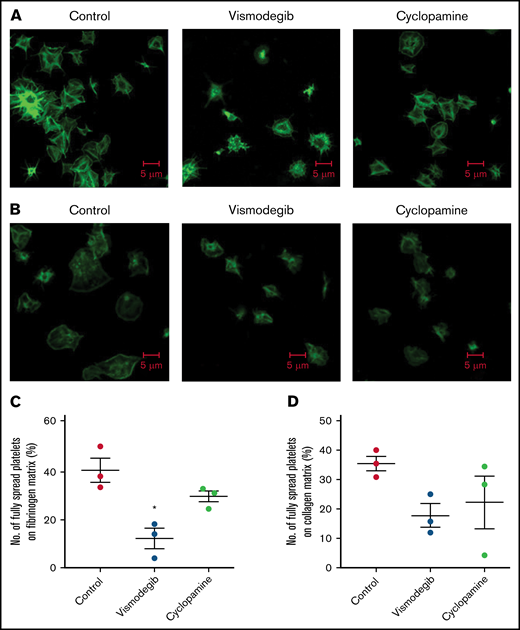 Platelet spreading on immobilized matrices is restrained by Shh antagonists. Phalloidin FITC-labeled platelets were pretreated with vehicle (control) cyclopamine (10 μM) or vismodegib (25 μM) as indicated. (A) Platelets treated with thrombin (0.5 U/mL) were allowed to spread over an immobilized fibrinogen matrix for 15 minutes. Images are representative of 5 different fields, each from 3 independent experiments. (B) Thrombin (0.5 U/mL)-treated platelets were allowed to spread over immobilized collagen matrix for 15 minutes. Images are representative of 10 different fields, each from 3 independent experiments. (C-D) Corresponding quantification of platelet spreading on fibrinogen and collagen matrices, respectively. Figures are representative of ≥3 individual experiments (mean ± standard error of the mean). *P < .05 as compared with vehicle-treated control platelets.