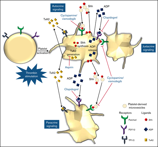 Scheme depicting the role of Shh signaling in potentiating agonist-induced platelet stimulation. Short-range signaling by Shh, ADP, and thromboxane A2 amplifies thrombin-induced platelet activation. Shh antagonists (cyclopamine/vismodegib), cyclooxygenase inhibitors (aspirin), and P2Y12 antagonists (clopidogrel) target these feed-forward loops to limit platelet activity.