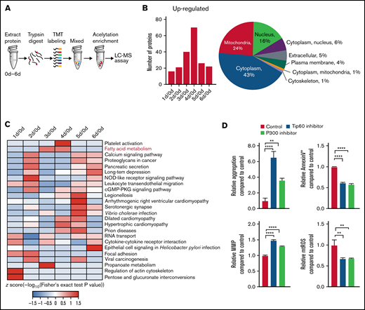 Acetylation contributes to platelet storage lesion. (A) Flow diagram for studying the dynamic changes of the acetylation level of proteins in stored platelets. The 3 × 109 platelets were collected daily from day 0 to day 6. The protein in platelets were digested by trypsin and mixed after tandem mass tag (TMT) labeling. The acetylation peptides were enriched by anti-acetylated lysine antibody conjugated beads and assayed by liquid chromatography/mass spectrometry (LC-MS). (B) The left panel shows the number of proteins in which acetylation levels were upregulated (fold ≥1.3). The right panel shows the subcellular location of the proteins in which acetylation levels were changed during storage (fold ≥1.3). (C) Kyoto Encyclopedia of Genes and Genomes pathway enrichment was performed of the proteins in which acetylation levels were changed during storage (fold ≥1.3). (D) The aggregation, apoptosis, MMP, and mtROS levels were measured in platelets stored for 6 days with 10 µM P300 inhibitor C646 or 10 µM Tip60 inhibitor MG149. **P < .0021, ****P < .0001. n = 3. cGMP-PKG, cyclic guanosine monophosphate–dependent protein kinase G.