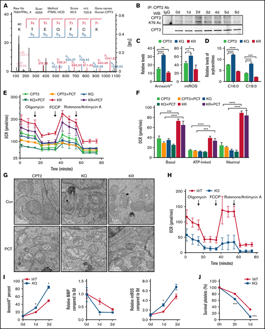 CPT2 K79 acetylation causes acylcarnitine accumulation and mitochondrial damage. (A) The mass spectrometry identification map of CPT2 K79 acetylation in stored human platelets. (B) The changes in CPT2 K79 acetylation levels in human platelets during storage were detected by western blot analysis using an anti-CPT2 K79 acetylation antibody and anti-CPT2 antibody. The specificity of this anti-CPT2 K79 acetylation antibody is evaluated in supplemental Figure 4. (C) Apoptosis and mtROS levels were detected by flow cytometry in the 293T cell line stably expressed human CPT2 (CPT2) or the 2 mutants of CPT2, K79Q (KQ) and K79R (KR). n = 3. (D) The levels of C16:0 and C18:0 acylcarnitine in CPT2, KQ, and KR 293T cells were measured. n = 3. (E) OCR was measured by Seahorse in CPT2, KQ, and KR cells or treated with 20 µM palmitoylcarnitine (PCT). (F) Basal, ATP-linked, and maximal oxygen consumption levels are represented. n = 3. (G) Representative micrograph of the mitochondria by transmission electron microscopy in CPT2, KQ, and KR cells or treated with 20 µM PCT, respectively. Scale bars represent 1 µm. (H) CPT2 K79Q mice were generated and OCR was measured in WT and KQ MEF cells using 200 µM palmitate + 300 µM l-carnitine as a substrate. (I) Apoptosis, MMP, and mtROS levels were evaluated in stored WT or KQ platelets. n = 3. (J) The survival of WT or KQ platelets stored for 1 day in vivo posttransfusion to WT mice were measured by flow cytometry. n = 3. *P < .033, **P < .0021, ***P < .0002, ****P < .0001.