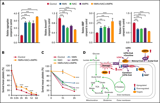 Combination of AMPKi, Sirt3 activator, and antioxidants significantly ameliorate platelet survival in vitro and in vivo. (A) The aggregation, apoptosis, MMP, and mtROS levels were measured in human platelets stored for 6 days with 0.5 mM NMN, 5 mM NAC, 4 µM AMPKi, or 0.5 mM NMN + 5 mM NAC + 4 µM AMPKi. n = 3. (B) The survival of human platelets in immunodeficient NCG mice was detected; these platelets were stored for 6 days in vitro with 0.5 mM NMN, 5 mM NAC, and 4 µM AMPKi before transfusion. n = 3. (C) The survival of mouse platelets in WT mice was detected; these platelets were stored for 2 days in vitro with 0.5 mM NMN, 5 mM NAC, 4 µM AMPKi, or the combination of 0.5 mM NMN, 5 mM NAC, and 4 µM AMPKi. n = 3. (D) Schematic model of how CPT2 K79 acetylation induces short life span of platelets. On the one hand, AMPK activation leads to increased CPT1 activity and LCAC production; on the other hand, NAD+ exhaustion and Sirt3 dysfunction results in the over-acetylation of CPT2 K79 and the decrease in CPT2 activity. The incongruous changes in CPT1 and CPT2 activities lead to the accumulation of LCAC and mitochondrial damage. Blocking LCAC generation by inhibition of AMPK or CPT1, activation of Sirt3, and antioxidants tremendously retarded platelet storage lesion by single or combined use in vitro and in vivo. *P < .0332, ***P < .0002, ****P < .0001. LCFA, long-chain fatty acid; OAA, oxaloacetate; αKG,α-ketoglutarate.