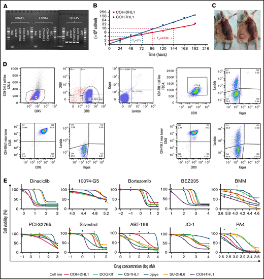 Characterization and validation of the D/THL cell lines. (A) EBNA (Epstein–Barr virus nuclear antigen 1) polymerase chain reaction assay of COH cell lines with negative control, an EBV-positive (Raji) and EBV-negative (Jurkat) cell line. QC235 is a positive control separately performed to confirm that DNA samples are amplifiable. (B) Growth plot for COH-DHL1 and COH-THL1 cell lines within 8 days with y-axis log2 transformed and doubling time (Td) labeled. (C) Representative figure of mice with tumor highlighted in the box after subcutaneous injection of COH-DHL1 (left) and COH-THL1 (right). (D) Flow cytometry results of the 2 cell lines with their mice tumors. (E) Sigmoidal dose–response curves showing responses of 6 cell lines to 10 different drugs.