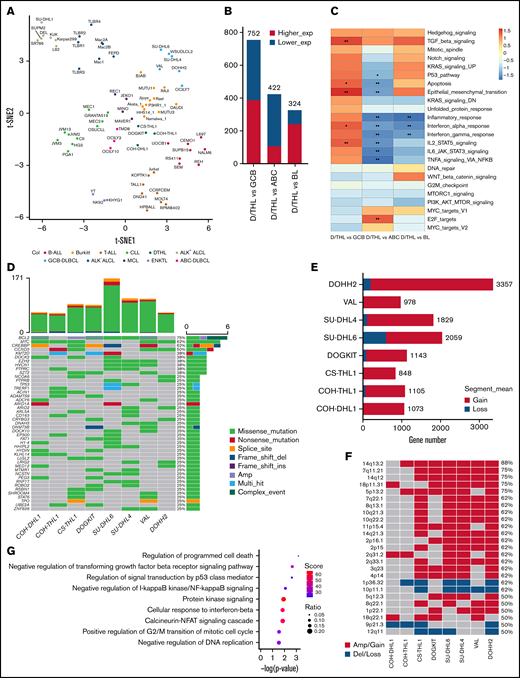 Gene characterization of 4 D/THL cell lines compared with the other lymphoma/leukemia cell lines. (A) t-SNE clustering of the COH cell lines along with other 74 cell lines of 11 types. (B) The number of differentially expressed genes (|log2fold change| >1, false discovery rate <0.1) for contrasts between D/THL and activated B-cell like (ABC)-DLBCL, GCB-DLBCL, or BL. (C) Heatmap showing gene set enrichment analysis results with hallmark gene sets for differentially expressed genes between D/THL , ABC-DLBCL, GCB-DLBCL, and BL. Gradient colors represent the net enrichment score. *P < .05; **P < .01. (D) Waterfall plot showing the recurrent mutations in the 4 D/THL cell lines and the other 4 double-hit GCB-DLBCL cell lines. Different colors represent different types of mutations or CNA. The top bar plot shows the total number of mutations in each sample. The right bar plot shows the number of different alterations for each gene labeled by the percentage of samples that have genetic alteration in the gene. “Multi_Hit” means genes with cooccurring mutations of different types. “Complex_Event” means genes with both mutations and CNAs. (E) Bar plot showing expressed gene number covered by regions with copy number gain or loss of D/THL cell lines studied here along with another 4 double-hit cell lines. (F) Heatmap showing the distribution of the MCRs identified by GISTIC among the 8 cell lines. (G) The significant gene ontology (GO) terms (P < .05) enriched by the expressed genes in the MCRs ranked according to −log10 (P values) from top to bottom. The color and size of the dots indicate the enrichment score and ratio between gene number in MCRs and gene number in each GO term, respectively.