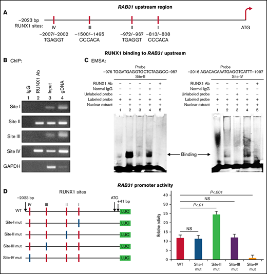 Characterization of RAB31 promoter. (A) RAB31 promoter region (−2023 bp from ATG codon) showing 4 RUNX1 consensus-binding sites. (B) RUNX1 binding to RAB31 upstream region by ChIP. PCR amplification of HEL cell chromatin immunoprecipitated by IgG (lane 1) and RUNX1 antibody (lane 2); PCR amplification of input or total DNA (lane 3) and amplification of genomic DNA (gDNA) (lane 4) using RAB31 primers. Glyceraldehyde-3-phosphate dehydrogenase (GAPDH) was amplified as an internal control. (C) EMSA using WT nucleotide probes carrying RUNX1-binding site II (−957/−976; left) and site IV (−1997/−2016; right) in RAB31 promoter and PMA-treated HEL nuclear extracts. EMSA using site II probe (left panel) lane 1, no extract; lane 2, protein binding to the probe; lane 3, loss of protein binding by competition with excess unlabeled probe; lane 4, no loss of binding by competition with normal IgG; and lane 5, loss of protein binding on competition with anti-RUNX1 antibody. EMSA using site IV probe (right panel, lanes 1-5): similar results were obtained with the probe with site II. Representative of 3 independent experiments. (D) Luciferase reporter studies on RAB31 promoter in PMA-treated HEL cells. Left panel: WT RAB31 promoter with 4 RUNX1 sites (red boxes) and constructs with specific mutants (blue boxes). Right panel: shown is luciferase activity. Site II mutation shows increase in activity compared with WT construct; site IV mutation decreased activity, indicating sites II and IV are functional. Presented as mean ± standard error of the mean of 3 independent experiments in triplicate. NS, not significant.