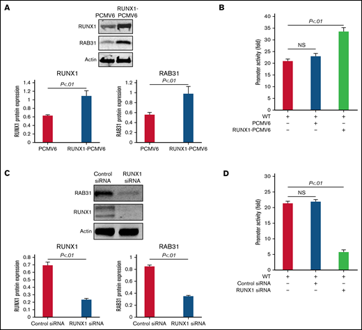 Effect of RUNX1 overexpression and RUNX1 depletion by siRNA on RAB31 protein expression and promoter activity. (A) Effect of RUNX1 overexpression. Immunoblotting of RUNX1 and RAB31 of HEL lysates transfected with RUNX1 expression plasmid (RUNX1-pCMV6) and empty plasmid (PCMV6). Actin was the loading control. Presented as mean ± standard error of the mean (SEM) of 3 independent experiments. (B) Effect of RUNX1 overexpression on promoter activity (luciferase). RAB31 WT promoter construct was cotransfected with RUNX1 expression plasmid or empty plasmid in HEL cells. Promoter activity was enhanced with RUNX1 plasmid. Activity shown as mean ± SEM of 3 independent experiments in triplicate. (C) Effect of RUNX1 downregulation (siRNA). Immunoblotting of HEL lysates transfected with control or RUNX1 siRNA. Actin was the loading control. Presented as mean ± SEM of 3 independent experiments. (D) Effect of RUNX1 siRNA on promoter activity. RAB31 WT promoter construct was cotransfected with control or RUNX1 siRNA. Promoter activity was reduced with RUNX1 siRNA. Presented as mean ± SEM of 3 independent experiments in triplicate. RUNX1 siRNA inhibited RAB31 protein expression and promoter activity. NS, not significant.