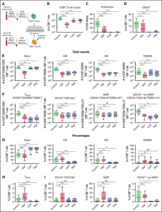 Mafosfamide treatment on day 3 of human mixed lymphocyte culture kills many CD8+ T cells, but the surviving cellular composition on day 7 is more similar to the compositions within vehicle-treated cultures than within cultures treated with CsA or rapamycin. Human CD3+ T cells and CD3− cells were obtained from the fresh blood of healthy donors via Ficoll density–gradient separation and immunomagnetic selection. CD3+ T cells first were labeled with CFSE 2.5 µM and then placed in mixed lymphocyte cultures (MLCs) with irradiated (30 Gy) allogeneic MHC-mismatched CD3− PBMCs in a 1:1 ratio of 1 × 105 of each cell type per well. Cells were either vehicle (PBS)-treated, treated with mafosfamide (Maf) 7.5 µg/ml as a 1-hour incubation on day 3, or treated with CsA (600 ng/mL) or rapamycin (Rap, 15 ng/mL) from days 0 to 7. Six wells per treatment group were pooled for analyses. Total numbers or percentages of different CD8+ T-cell subsets were determined using the gating schema shown in supplemental Figure 1. Combined results of 2 independent experiments are shown with n = 12 per group for parts (B-H) except for the MAIT and CD161+ non-MAIT total numbers and percentages in parts (F) and (I) (n = 6 per group). *P < .05, **P < .01, ***P < .001, ****P < .0001, and ns, not significantly different on repeated-measure one-way ANOVA followed by the Holm-Sidak post hoc test compared with the control group. CFSE, carboxyfluorescein succinimidyl ester; CM, central memory; EM, effector memory; MAIT, mucosal-associated-invariant-T cells; PBMC, peripheral blood mononuclear cells; TEMRA, terminally differentiated effector memory expressing CD45RA.