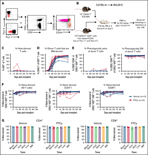The dominance of peripherally expanded phenotypically memory T cells during immune reconstitution after PTCy primarily derives from the differentiation of transplanted naïve donor T cells. (A) T cells from the spleens and cutaneous (cervical, brachial, axillary, and inguinal) lymph nodes (CLNs) from Thy1.1+ or Thy1.2+ 8- to 12-week-old female C57BL/6 mice (CD45.1−CD45.2+) were flow cytometrically sorted to isolate naïve (CD62L+CD44−) or central/effector memory (CD62L+CD44+ and CD62L−CD44+) T cells. (B) Either Thy1.1+ naïve and Thy1.2+ memory T cells or Thy1.1+ memory and Thy1.2+ naïve T cells were mixed together at the ratio at which they were sorted (approximately 5:1 naïve to memory). After 7.75 Gy irradiation in 2 divided fractions 8 hours apart, each recipient mouse received 106 total T cells and 107 CD45.1+ T-cell–depleted BM cells. Mice were treated with PBS or PTCy 33 mg/kg per day on days +3 and +4, and then (C-F) underwent serial tail bleeds or (G) were euthanized at day +28 for assessment of various organs. Nearly all T cells were donor-derived at all assessments (C), but substantial thymic-dependent T-cell recovery occurred within the first month after transplant (D), leading to a dominance of BM-derived T cells by day +28 to +42. (E) Nearly all of the recovered T cells that were originally transplanted and thus peripherally expanded (not BM-derived) displayed an effector memory (EM) phenotype. (F) Despite this memory phenotype, the vast majority of these cells were derived from naïve T cells that had now assumed an effector memory phenotype. This was true in CD4+ and CD8+ T cells and in those mice treated with PBS or PTCy. (G) This dominance of naïve-derived T cells was also true in various tissue compartments. MLN, mesenteric lymph nodes.