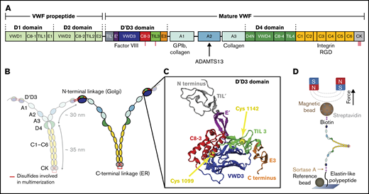 VWF domain structure and magnetic tweezers assay. (A) Domain sequence of a full-length VWF monomer.4 Domains are scaled to length. The propeptide is cleaved by furin before mature VWF concatemers are secreted into the bloodstream. Binding sites of different interaction partners of VWF are indicated. (B) Mature monomers are dimerized via C-terminal linkage of the CK domains in the ER and subsequently multimerized via N-terminal linkage of 2 D'D3 domains in the trans-Golgi network. (C) Crystal structure of the D'D3 domain in its closed conformation (PDB accession code 6N29).18 The D'D3 domain comprises 6 submodules: TIL' and E' (D' submodules) project out, whereas C8-3, TIL3, and E3 form a wedge with the larger VWD3 module (D submodules). Cysteines for multimerization are buried in the interface and indicated by yellow spheres. The structure was rendered using VMD.47 (D) Schematic of VWF dimer in magnetic tweezers. VWF is covalently attached to a flow cell surface via an ELP linker. Coupling to a paramagnetic bead is achieved via a stable biotin-streptavidin linkage. Reference beads are used to account for drift. Forces are applied through 2 permanent magnets above the flow cell.
