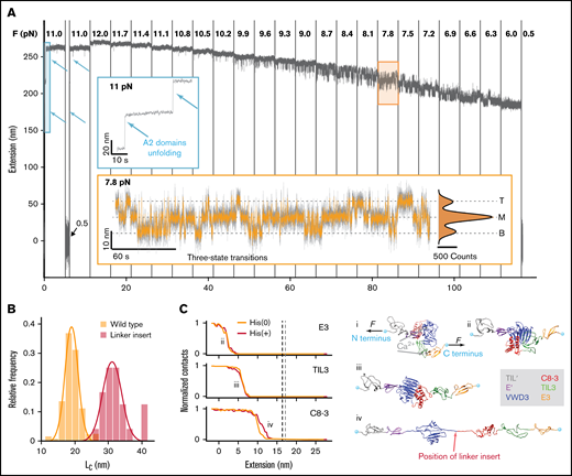 MT force spectroscopy reveals conformational change in the D'D3 domain. (A) Extension-time trace of a VWF dimer exhibiting fast, reversible transitions between 3 distinct states. After checking for A2 domain unfolding at 11 pN (blue inset, unfolding events indicated by arrows), the force is decreased from 12 to 6 pN to systematically study the transitions between 3 states, separated by ≈7.5 nm. The population in the respective states shifts with decreasing force, with an increasing fraction of time spent in the lower extension levels at lower forces. At forces around 8 pN, transitions from the M state to the T or B state are equally likely (orange inset). In the inset, the 3 states (top, middle, and bottom) are indicated by dashed lines. The histogram is fit with a triple Gaussian function (black line; Table 1, Equation 10). Raw data recorded at 58 Hz (gray line, inset) and smoothed data at 5 Hz (main panel and orange line in the inset). (B) Histogram of contour length transformed increment of the wild-type dimer and a modified dimer with an additional 20-aa-long linker insertion into the naturally occurring flexible sequence between VWD3 and C8-3 (position of the linker insert indicated in Civ). Lines are Gaussian fits (Table 1, Equation 8); the mean ± standard deviation are LC,wt = 19.0 ± 2.4 nm and LC,linker = 32.4 ± 4.1 nm. (C) Force-probe molecular dynamics simulations reveal the molecular mechanism of the transitions in the D’D3 domain. (i) Crystal structure of the D'D3 domain with TIL' (gray), E' (purple), VWD3 (blue), C8-3 (red), TIL3 (green), and E3 (orange).16 Termini are marked with cyan spheres. External forces F are applied on them in opposite directions with a pulling velocity of 0.025 m/s. (ii-iv) Under the influence of force, E3, TIL3, and C8-3 are “peeled” off the large VWD3 submodule. Red arrow indicates position of the linker insert. The panels at the left side indicate the normalized average number of contacts between VWD3 and the indicated subdomain as a function of the inter-termini extension. A decrease of contacts indicates the opening of the interface between VWD3 and the respective domains. Data shown are with neutral histidine residues (HIS(0)) or with histidines protonated (HIS(+)). The contour length increase estimates from the simulations on the basis of the force-distance profiles (supplemental Figure 3) are 16.4 ± 0.3 nm (HIS(0): vertical gray line) and 17.1 ± 0.3 nm (HIS(+): vertical black line).