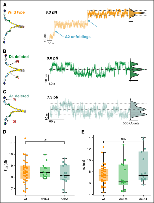 Conformational change in the D’D3 domain is unaffected by other domains. (A) Three-state transitions occur independent of the unfolding of the 2 A2 domains. Schematic of wild-type (wt) VWF dimer and extension-time trace at 8.3 pN. Three-state transitions are observable before and after A2 unfolding. Extension histogram of the segment marked in dark orange reveals 3 distinct states that can be fitted with a 3-term Gaussian (solid black line). (B) Three-state transitions occur independent of a deletion of the D4 domain. Schematic of VWF dimer with deletion of both D4 domains, and extension-time trace at 9.0 pN. Extension histogram reveals 3 distinct states that can be fitted with a 3-term Gaussian (solid black line). (C) Three-state transitions occur independent of a deletion of the A1 domain. Schematic of VWF dimer with deletion of both A1 domains, and extension-time trace at 7.5 pN. Extension histogram reveals 3 distinct states that can be fitted with a 3-term Gaussian (solid black line). (D-E) Neither midpoint forces (D) nor Δz (E) (see main text for a discussion of the model) of the deletion constructs are significantly different from the wt. In the boxplots in panels D and E, each data point corresponds to an individual molecule. The line in the boxes indicates the median of all data points, the box the 25th and 75th percentile, and the whiskers the furthest data point outside the box, but within 1.5 times the box width. Number of molecules included in panels D and E: wt, 33; delD4, 13; delA1, 15.
