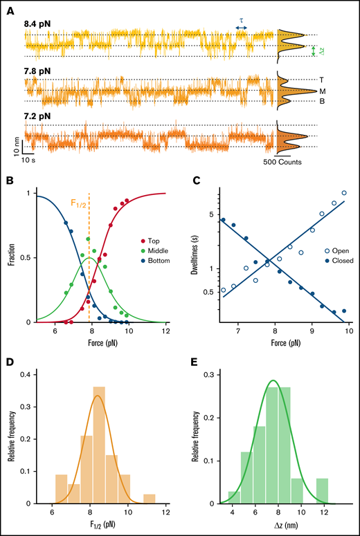 Stability and dynamics of the D3 interface probed by MT force spectroscopy. (A) Extension-time traces of VWF dimers in MT. Three-state transitions shift with decreasing force toward the bottom state. The 3 states (top, middle, and bottom) are indicated by dashed lines. Histograms of the extensions are shown on the right. Black lines show triple Gaussian fits. (B) Analysis of the relative population of the different states as a function of force. Each circle corresponds to experimental data from a 5-minute force plateau measurement. Data are well described by a 3-state model with 2 independent transitions (solid lines; Table 1, Equations 1-3). Fit parameters are the mid-force F1/2 (here F1/2 = 7.85 pN) and the distance between the states Δz (here Δz = 6.5 nm). (C) Pseudo-dwell time distributions for the open and closed domains calculated from dwell times in the top, middle, and bottom state. For each plateau, pseudo-dwell times are determined and fit with an exponential to determine the mean dwell times for each force. Mean dwell times in the open (open circles) and the closed state (filled circles) depend exponentially on the applied force (solid lines are exponential fits; Table 1, Equations 6 and 7). (D) Histogram of mean midpoint forces determined from fitting the 2- or 3-state model (B; supplemental Figure 4B). The solid line is a Gaussian fit with mean ± standard deviation of 8.3 ± 1.1 pN. (E) Histogram of Δz determined from fitting the 2- or 3-state model (B; supplemental Figure 4B). The solid line is a Gaussian fit with mean ± standard deviation of 7.6 ± 1.7 nm. Histograms in panels D and E show distributions of 33 molecules.